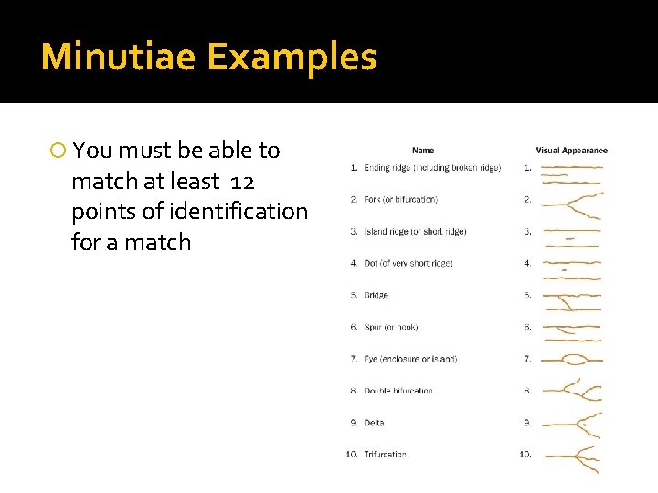 Minutiae Examples You must be able to match at least 12 points of identification