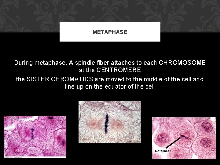 METAPHASE During metaphase, A spindle fiber attaches to each CHROMOSOME at the CENTROMERE the