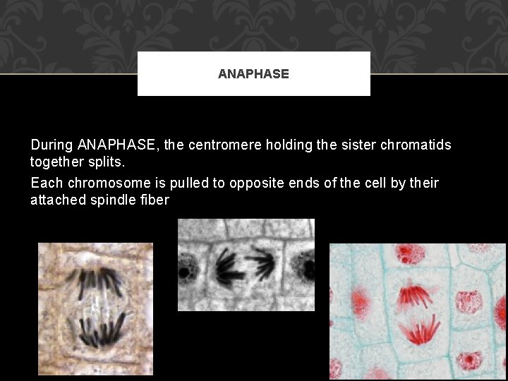 ANAPHASE During ANAPHASE, the centromere holding the sister chromatids together splits. Each chromosome is