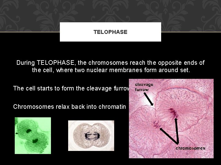 TELOPHASE During TELOPHASE, the chromosomes reach the opposite ends of the cell, where two