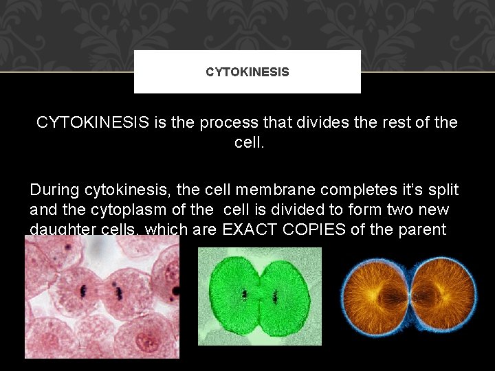 CYTOKINESIS is the process that divides the rest of the cell. During cytokinesis, the