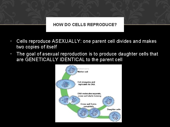 HOW DO CELLS REPRODUCE? • Cells reproduce ASEXUALLY: one parent cell divides and makes