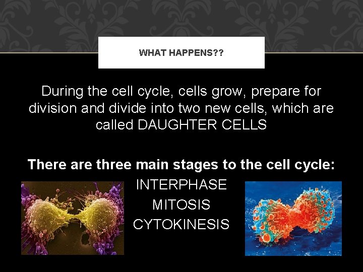 WHAT HAPPENS? ? During the cell cycle, cells grow, prepare for division and divide