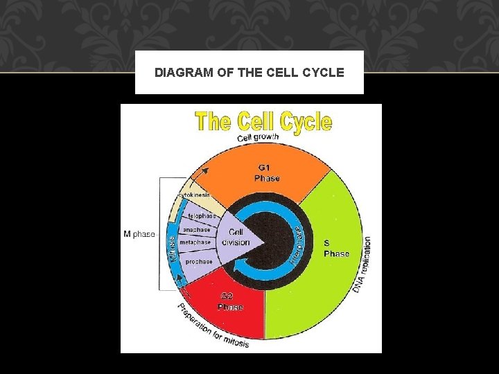 DIAGRAM OF THE CELL CYCLE 