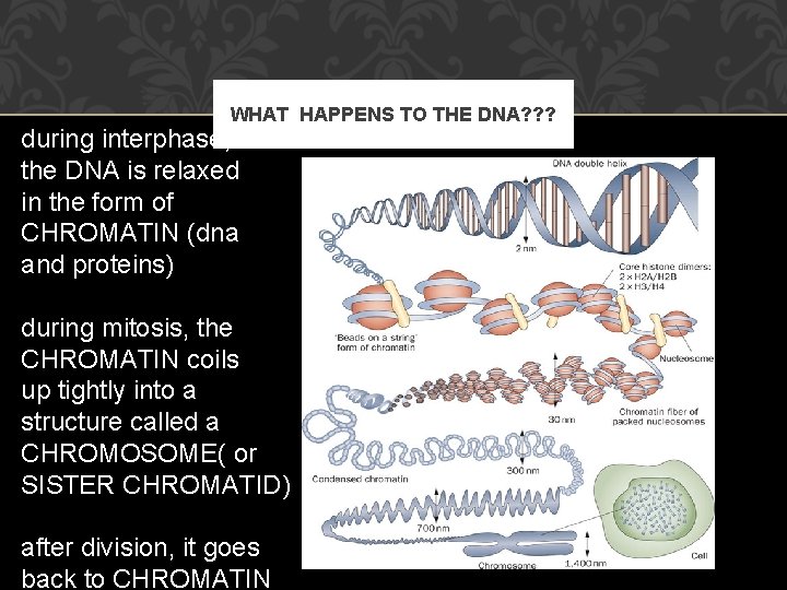 WHAT HAPPENS TO THE DNA? ? ? during interphase, the DNA is relaxed in