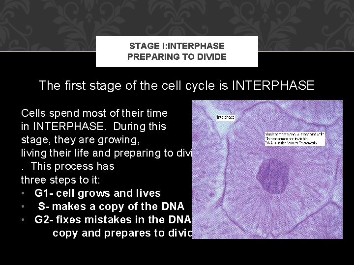 STAGE I: INTERPHASE PREPARING TO DIVIDE The first stage of the cell cycle is
