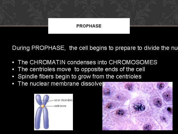 PROPHASE During PROPHASE, the cell begins to prepare to divide the nuc • •