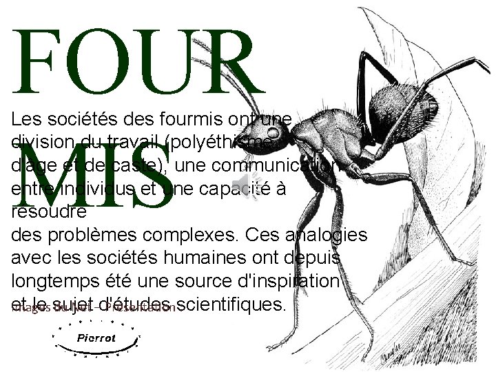 FOUR MIS Les sociétés des fourmis ont une division du travail (polyéthisme d'âge et