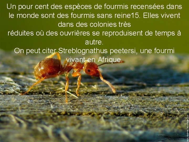 Un pour cent des espèces de fourmis recensées dans le monde sont des fourmis