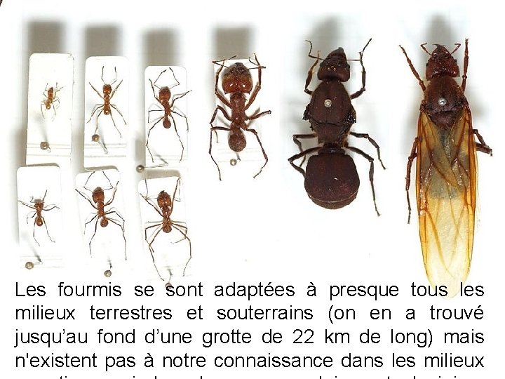 Les fourmis se sont adaptées à presque tous les milieux terrestres et souterrains (on