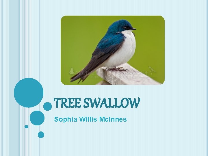 TREE SWALLOW Sophia Willis Mc Innes DESCRIPTION Tree