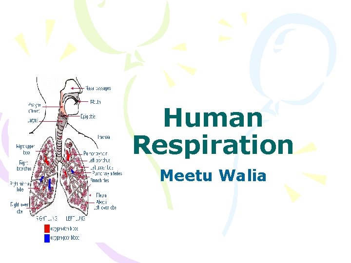 Human Respiration Meetu Walia 