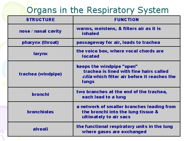 Organs in the Respiratory System STRUCTURE FUNCTION nose / nasal cavity warms, moistens, &