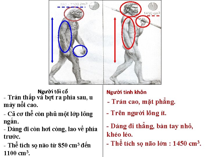 Người tối cổ - Trán thấp và bợt ra phía sau, u mày nổi