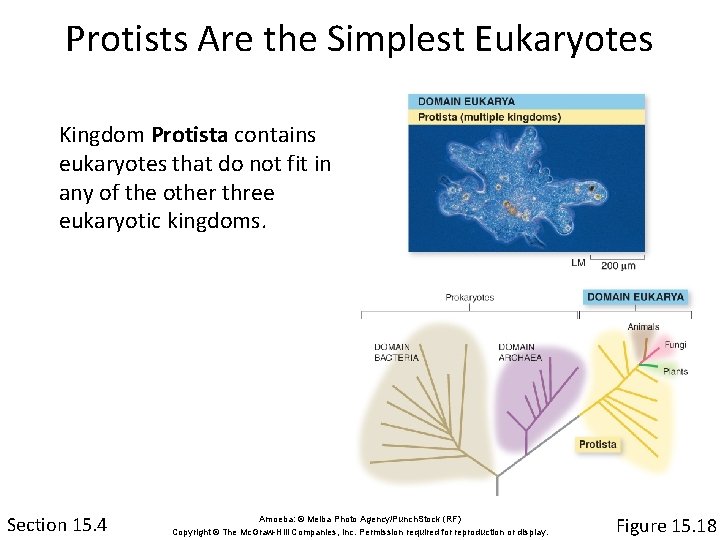 Protists Are the Simplest Eukaryotes Kingdom Protista contains eukaryotes that do not fit in