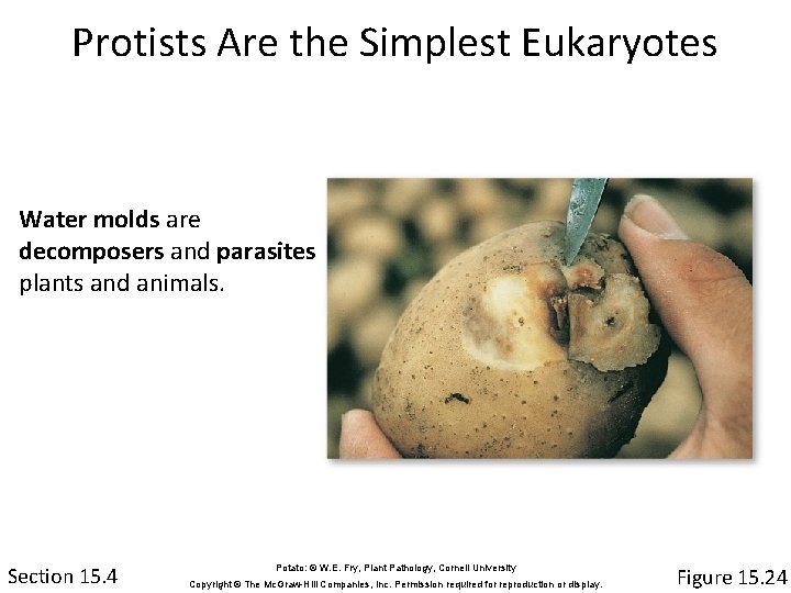 Protists Are the Simplest Eukaryotes Water molds are decomposers and parasites of plants and