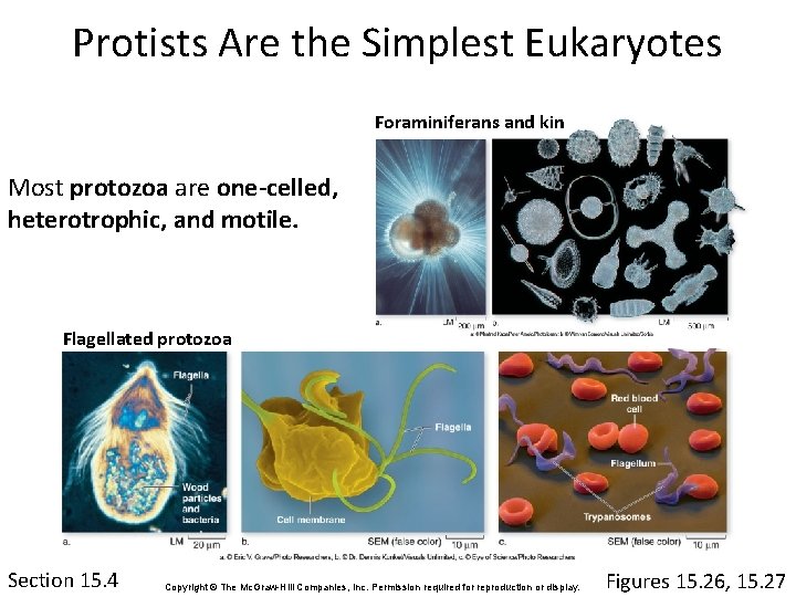 Protists Are the Simplest Eukaryotes Foraminiferans and kin Most protozoa are one-celled, heterotrophic, and