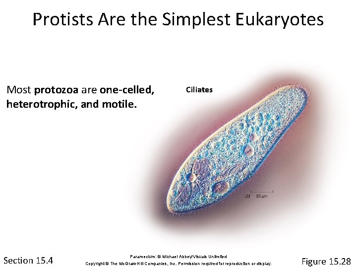 Protists Are the Simplest Eukaryotes Most protozoa are one-celled, heterotrophic, and motile. Section 15.