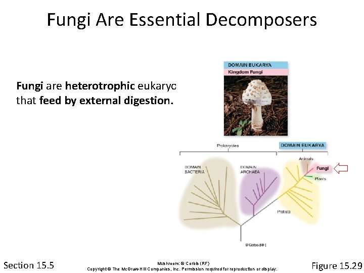 Fungi Are Essential Decomposers Fungi are heterotrophic eukaryotes that feed by external digestion. Section