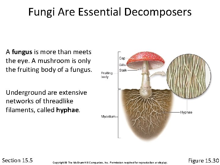Fungi Are Essential Decomposers A fungus is more than meets the eye. A mushroom