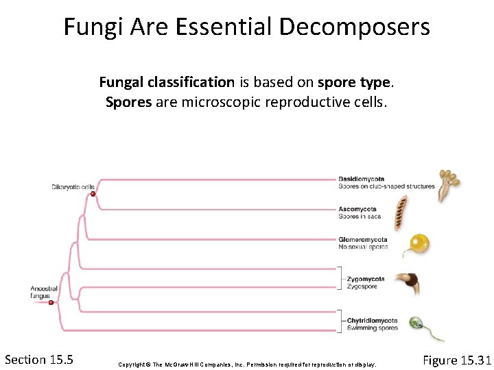 Fungi Are Essential Decomposers Fungal classification is based on spore type. Spores are microscopic