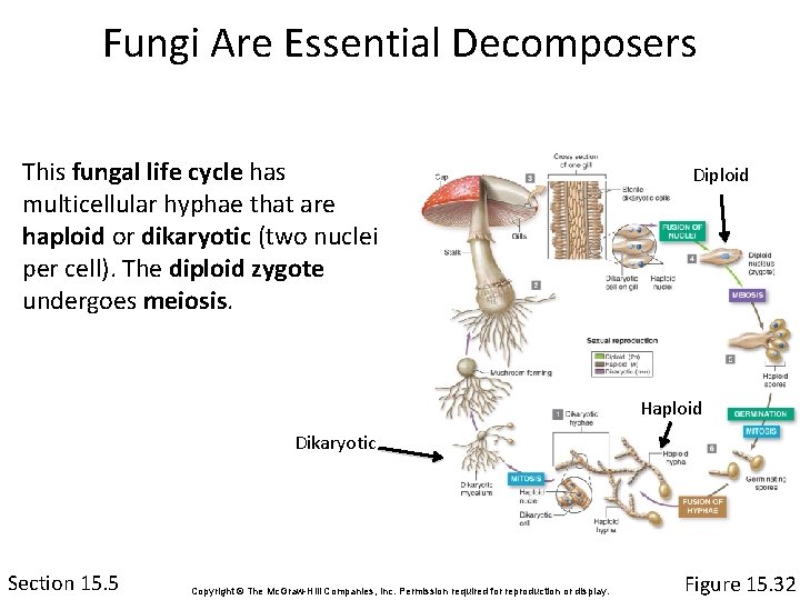 Fungi Are Essential Decomposers This fungal life cycle has multicellular hyphae that are haploid