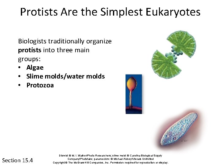 Protists Are the Simplest Eukaryotes Biologists traditionally organize protists into three main groups: •