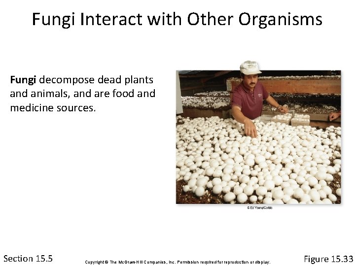 Fungi Interact with Other Organisms Fungi decompose dead plants and animals, and are food