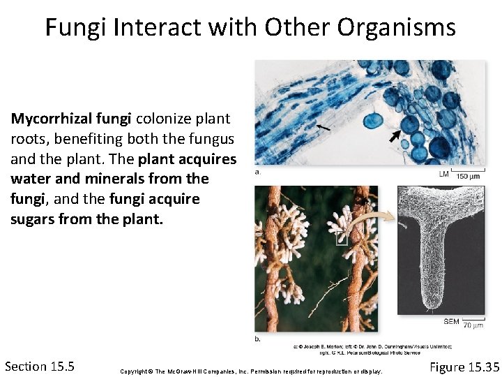 Fungi Interact with Other Organisms Mycorrhizal fungi colonize plant roots, benefiting both the fungus