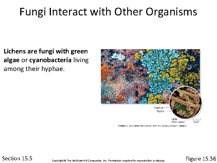 Fungi Interact with Other Organisms Lichens are fungi with green algae or cyanobacteria living