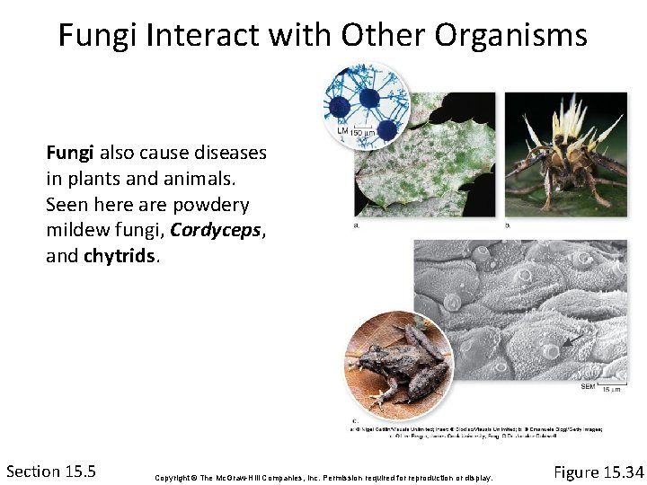 Fungi Interact with Other Organisms Fungi also cause diseases in plants and animals. Seen