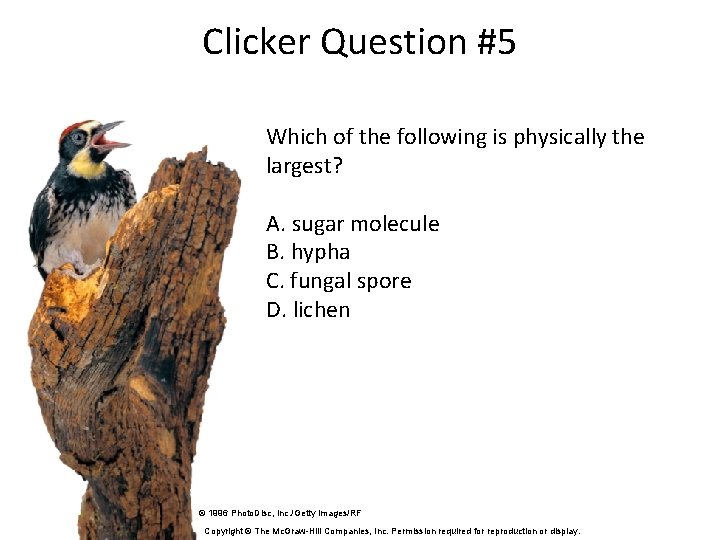 Clicker Question #5 Which of the following is physically the largest? A. sugar molecule