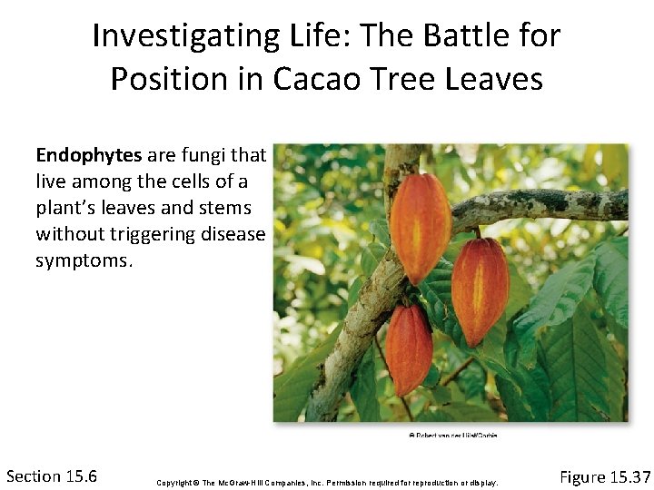 Investigating Life: The Battle for Position in Cacao Tree Leaves Endophytes are fungi that