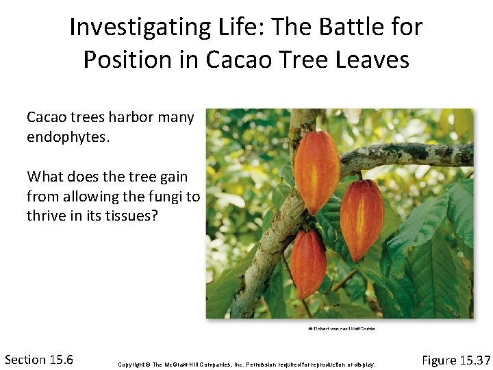 Investigating Life: The Battle for Position in Cacao Tree Leaves Cacao trees harbor many