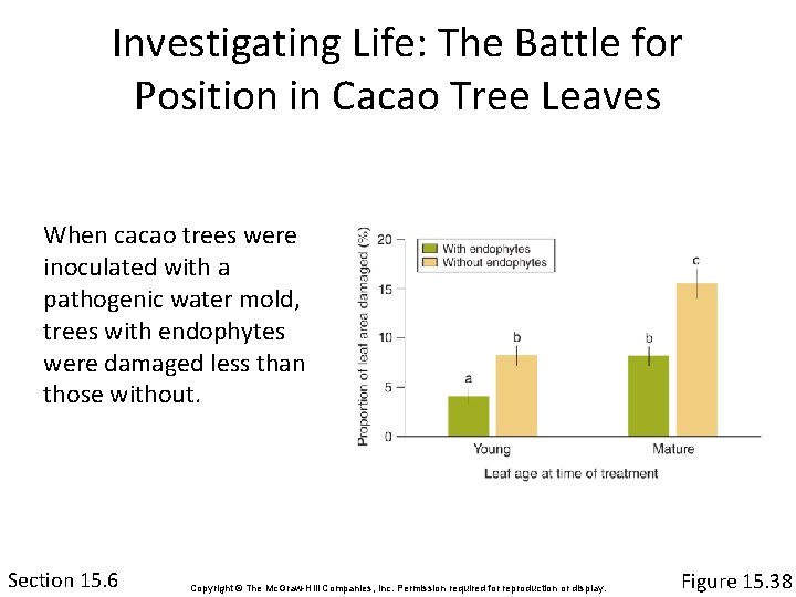 Investigating Life: The Battle for Position in Cacao Tree Leaves When cacao trees were
