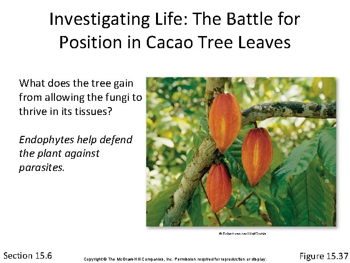 Investigating Life: The Battle for Position in Cacao Tree Leaves What does the tree