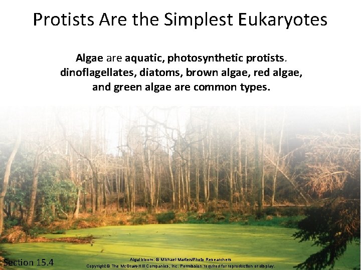 Protists Are the Simplest Eukaryotes Algae are aquatic, photosynthetic protists. dinoflagellates, diatoms, brown algae,