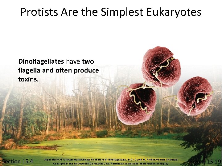 Protists Are the Simplest Eukaryotes Dinoflagellates have two flagella and often produce toxins. Section