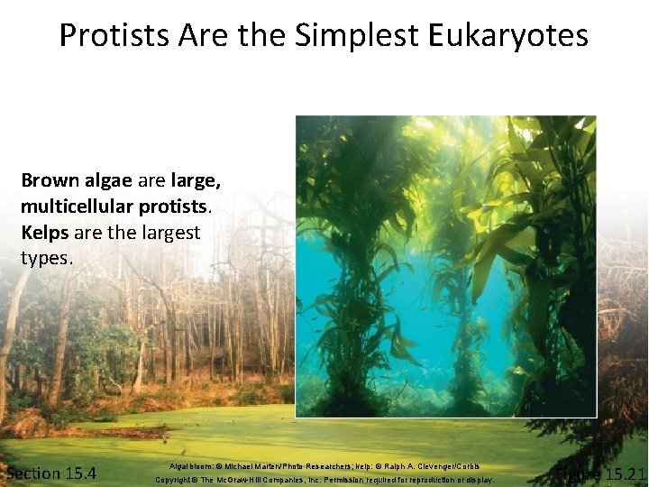 Protists Are the Simplest Eukaryotes Brown algae are large, multicellular protists. Kelps are the