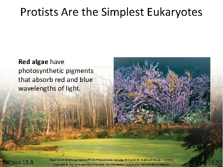 Protists Are the Simplest Eukaryotes Red algae have photosynthetic pigments that absorb red and