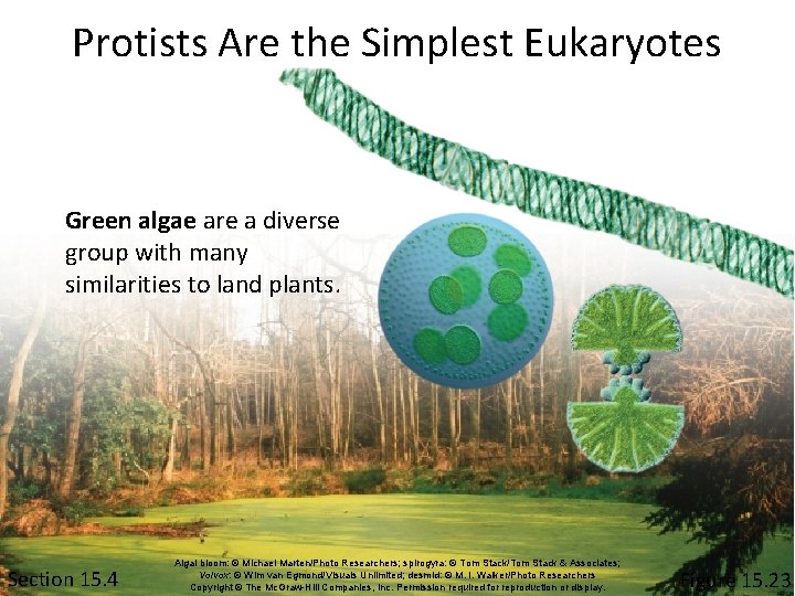 Protists Are the Simplest Eukaryotes Green algae are a diverse group with many similarities