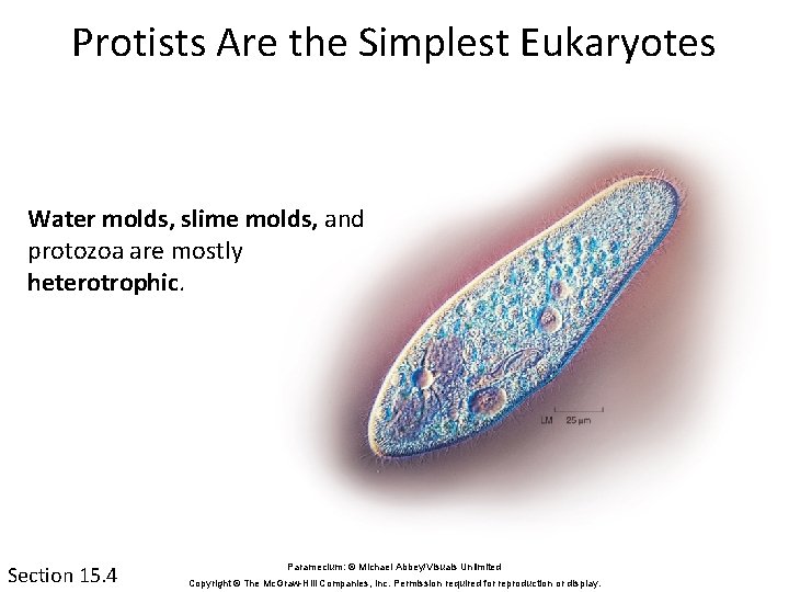 Protists Are the Simplest Eukaryotes Water molds, slime molds, and protozoa are mostly heterotrophic.