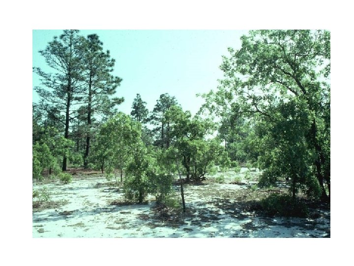Construction of templates for restoration of longleaf pine