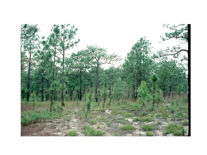 Construction of templates for restoration of longleaf pine