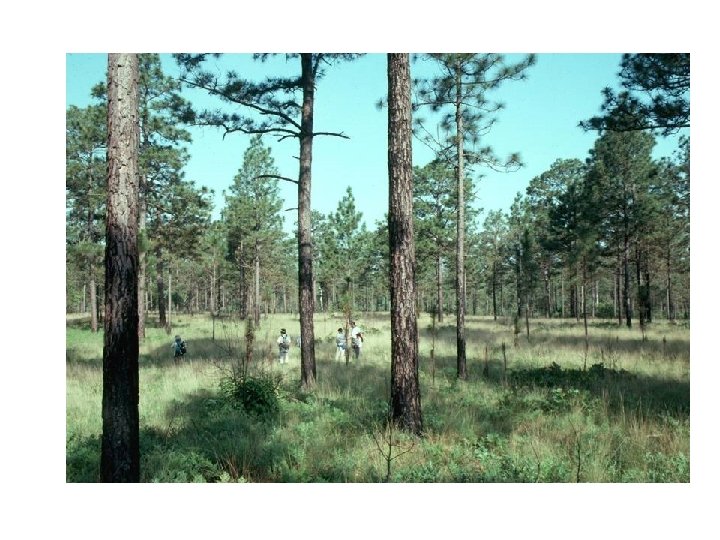 Construction of templates for restoration of longleaf pine