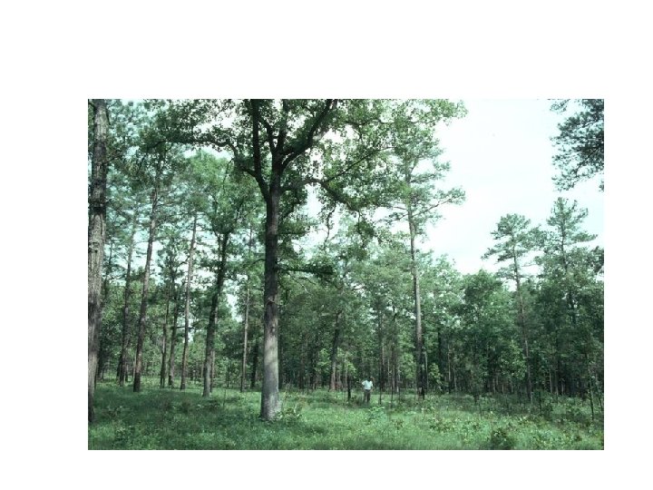 Construction of templates for restoration of longleaf pine