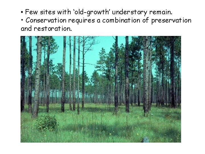 Construction of templates for restoration of longleaf pine
