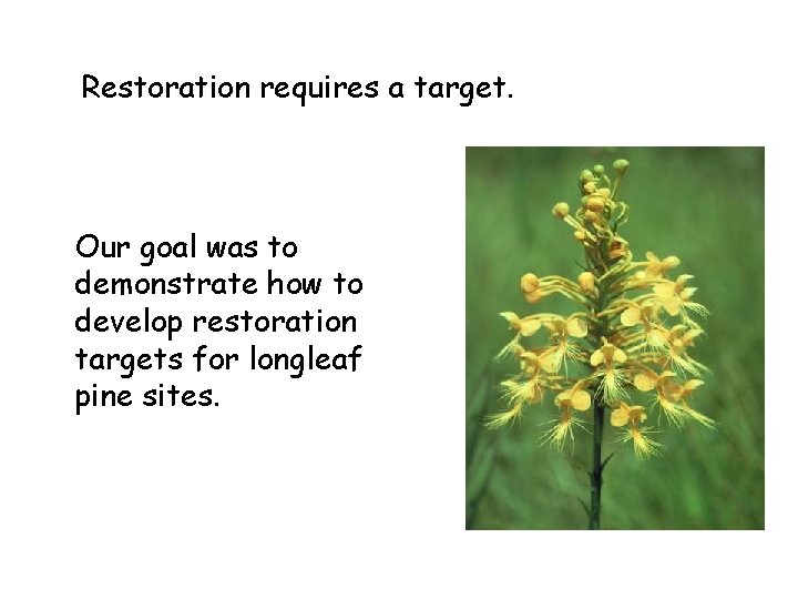 Construction of templates for restoration of longleaf pine