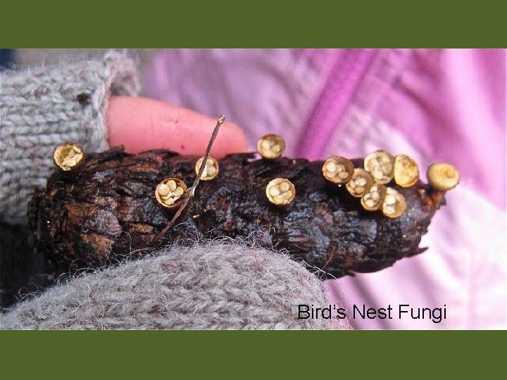 Bird’s Nest Fungi 