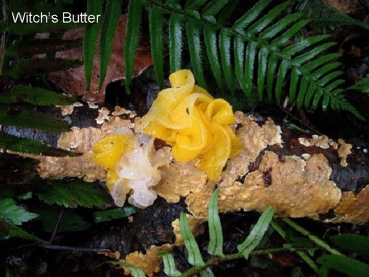 Witch’s Butter 